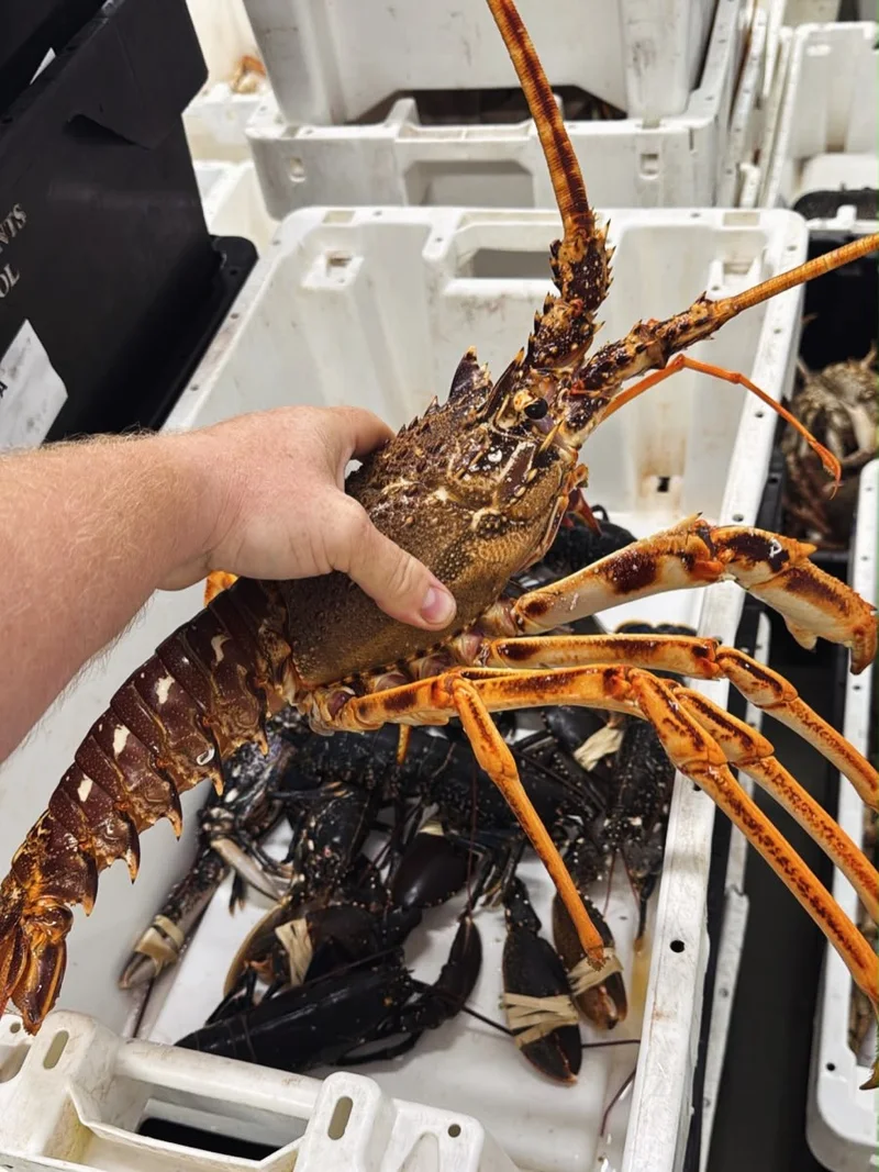 A hand holding a spiny lobster above seafood delivery crates